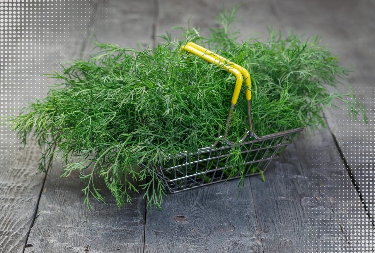 Зелень на подоконнике. Как вырастить зимой