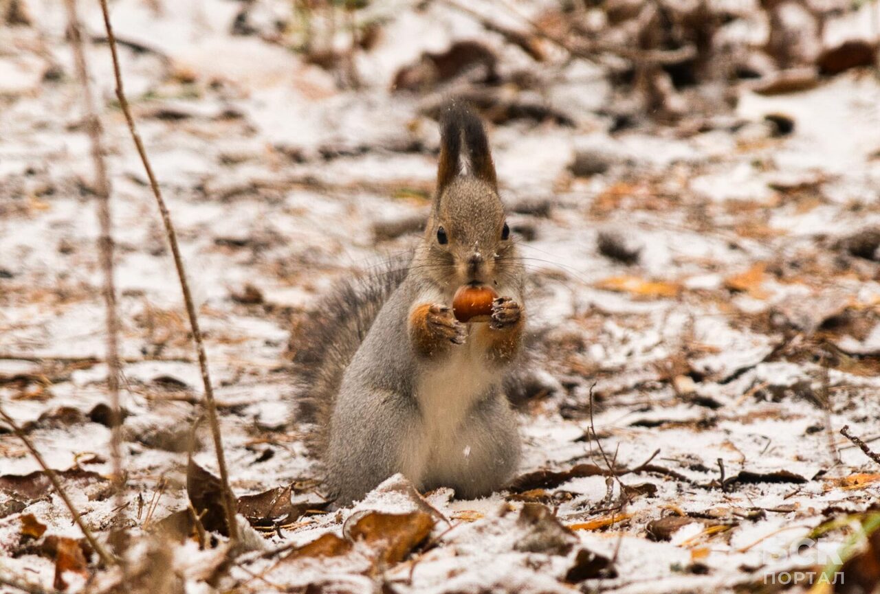 Черняевский лес Перми – кормим белок с рук