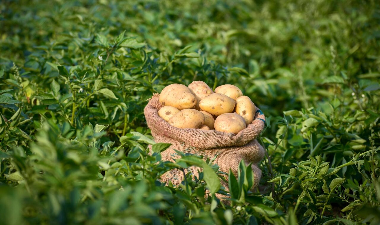 Зеленый картофель опасен? Можно ли его есть и что делать