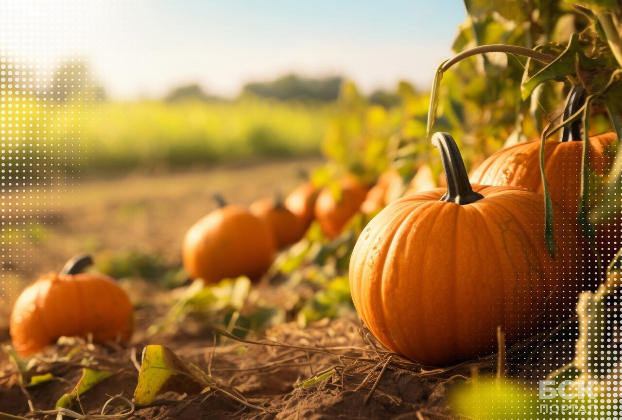 Тыква в тренде. Польза тыквы, что приготовить из тыквы. Декор