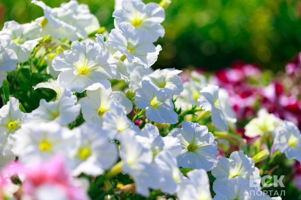 Чтобы фиалка цвела пышно