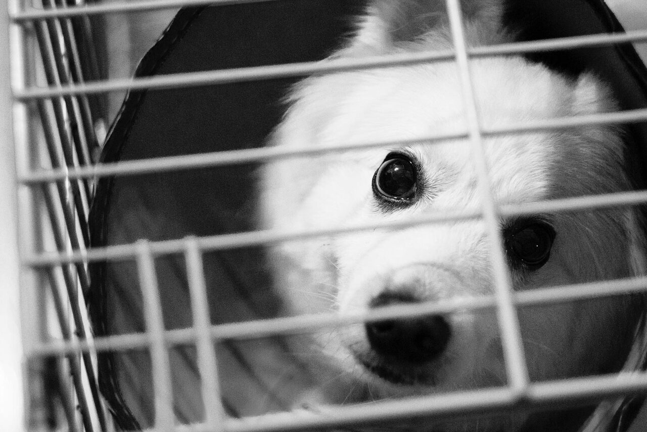 Перевозка домашних животных в поезде. Цены и правила