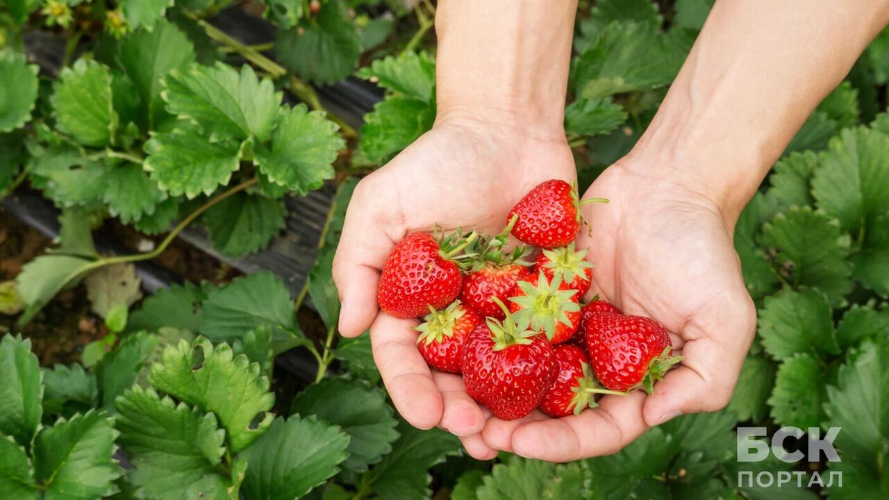 Порадуйте улиток и слизней