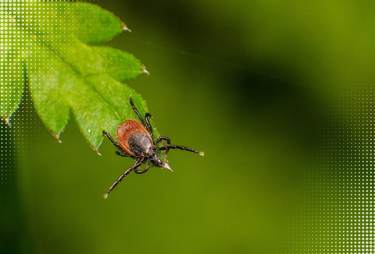 Невидимая угроза: как клещи охотятся на нас