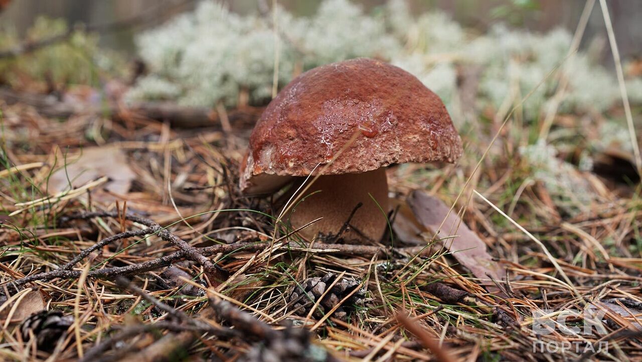 Загадки уральской тайги