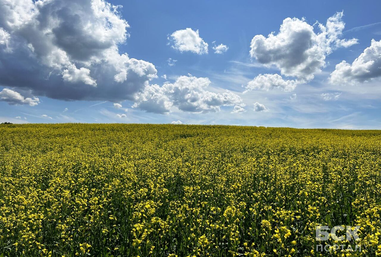 Рапсовые поля Ординского района. Пермский край