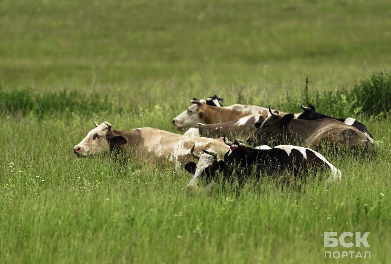 Дочки, Грязнуха и Галка. Фоторепортаж из деревни