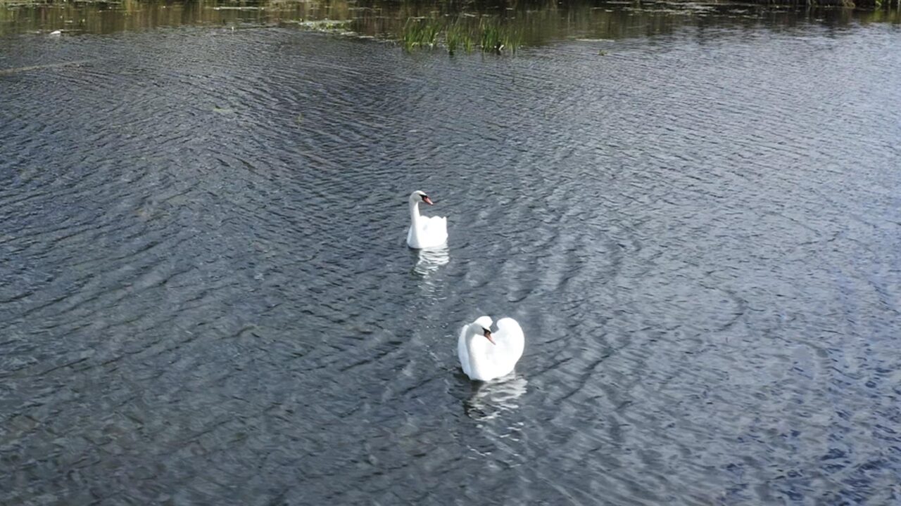 Пара белых лебедей и другие «местные жители»