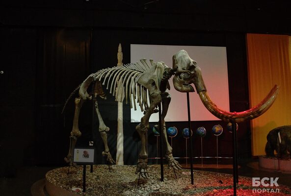 Скелеты, звероящеры и мамонты. Ценные находки в Пермском крае