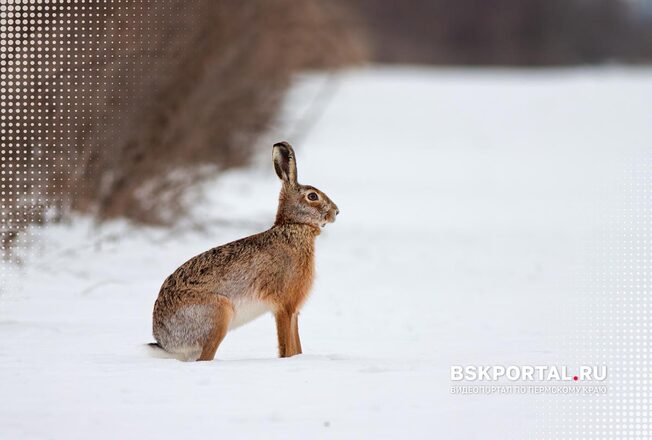 Животные Пермского края: какие звери и птицы обитают в Прикамье