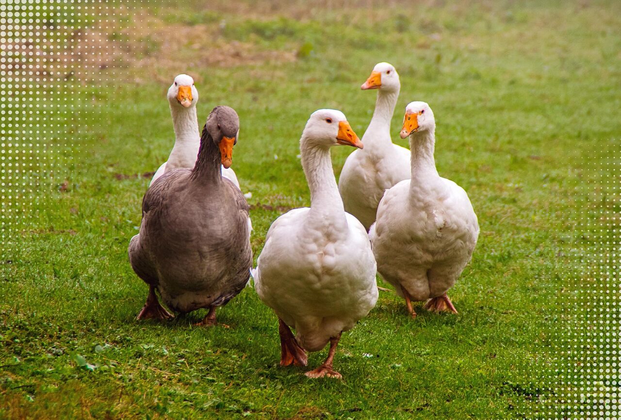 Национальное сафари от Чердыни до Куеды