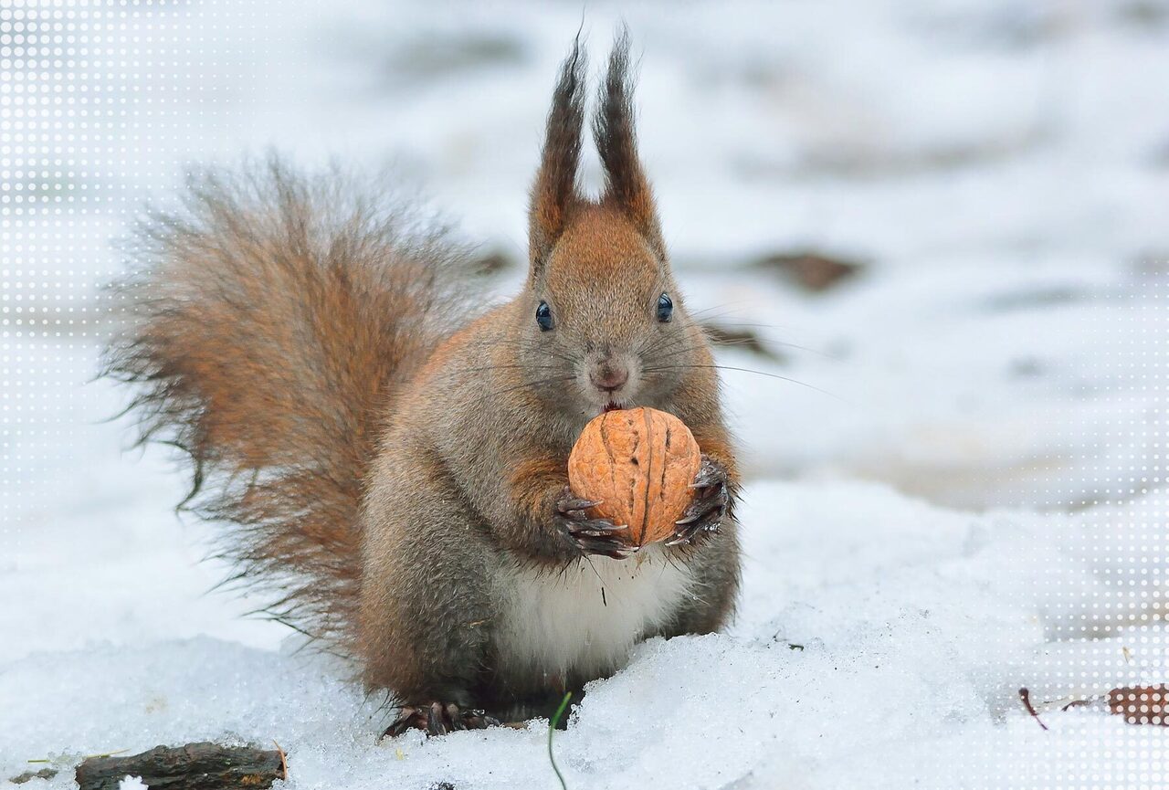 Наши белки – настоящие маркетологи