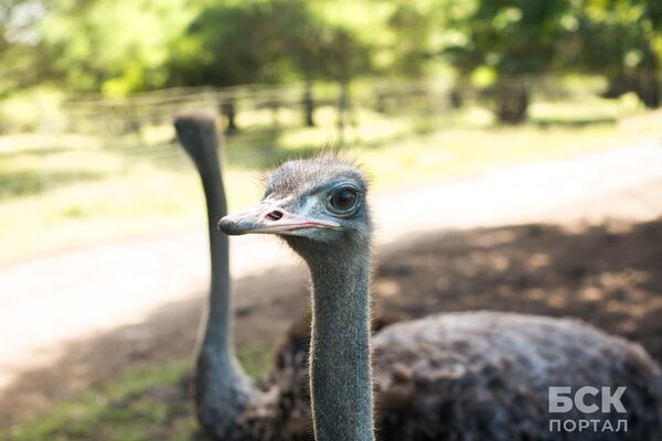 Ваш идеальный выходной: страусиная ферма и зоопарк