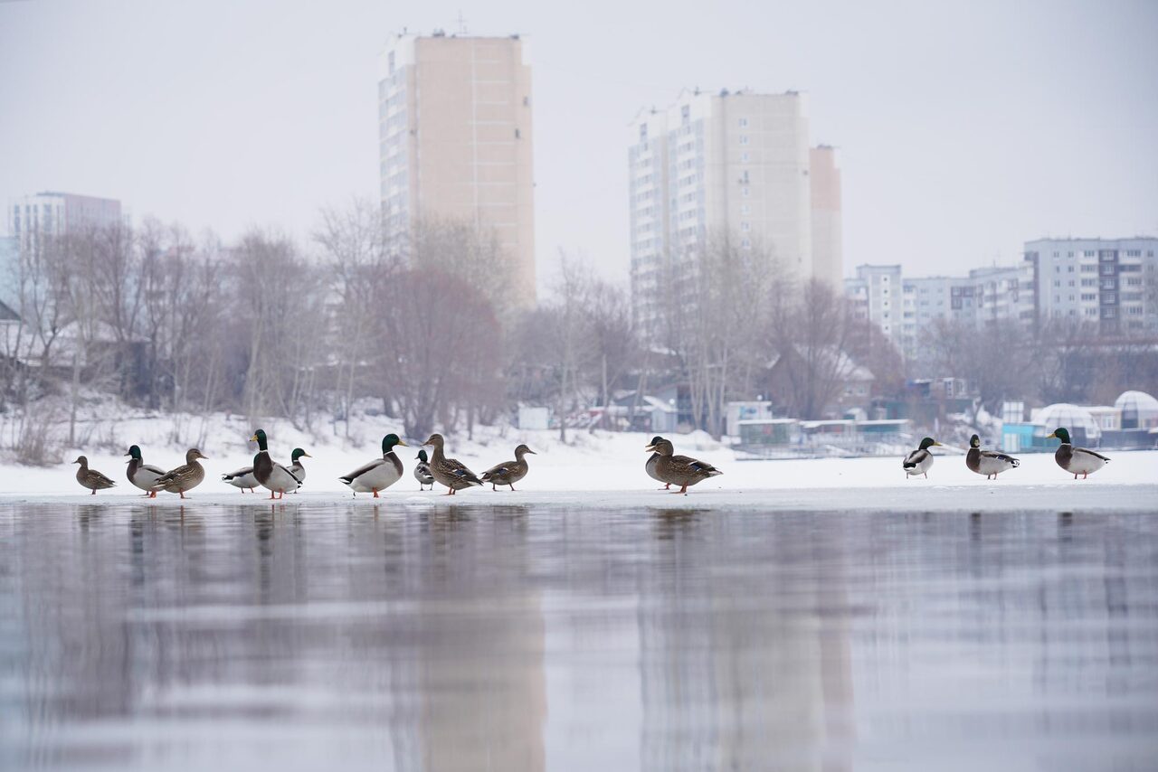 Зима в Перми: снег, морозы и рекорды, которые меняли город