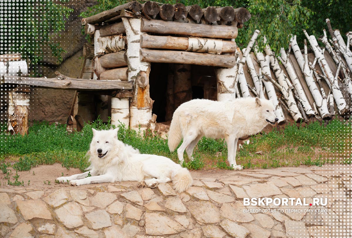 белые волки Фото из Ижевского зоопарка