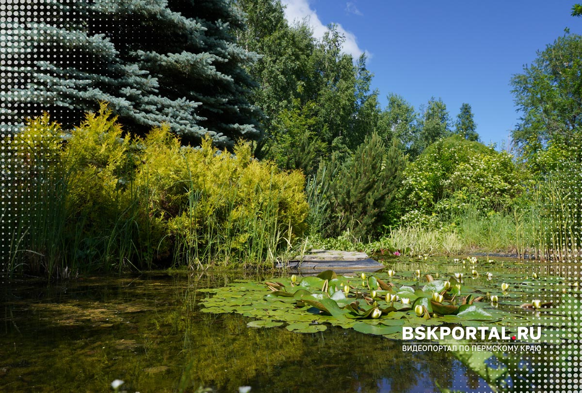 Пруд с кувшинками в Ботаническом саду Демидова в Соликамске