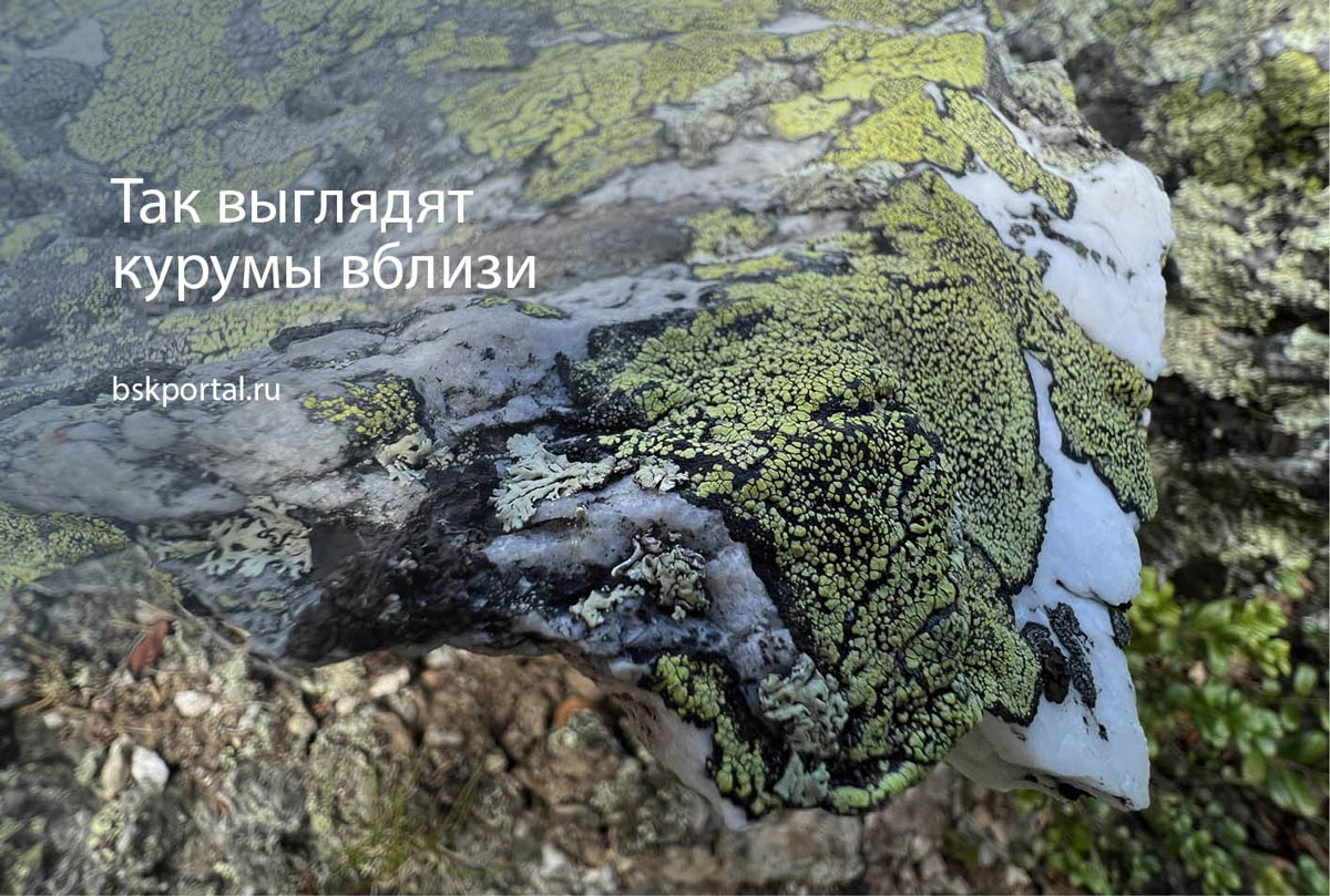Курумы