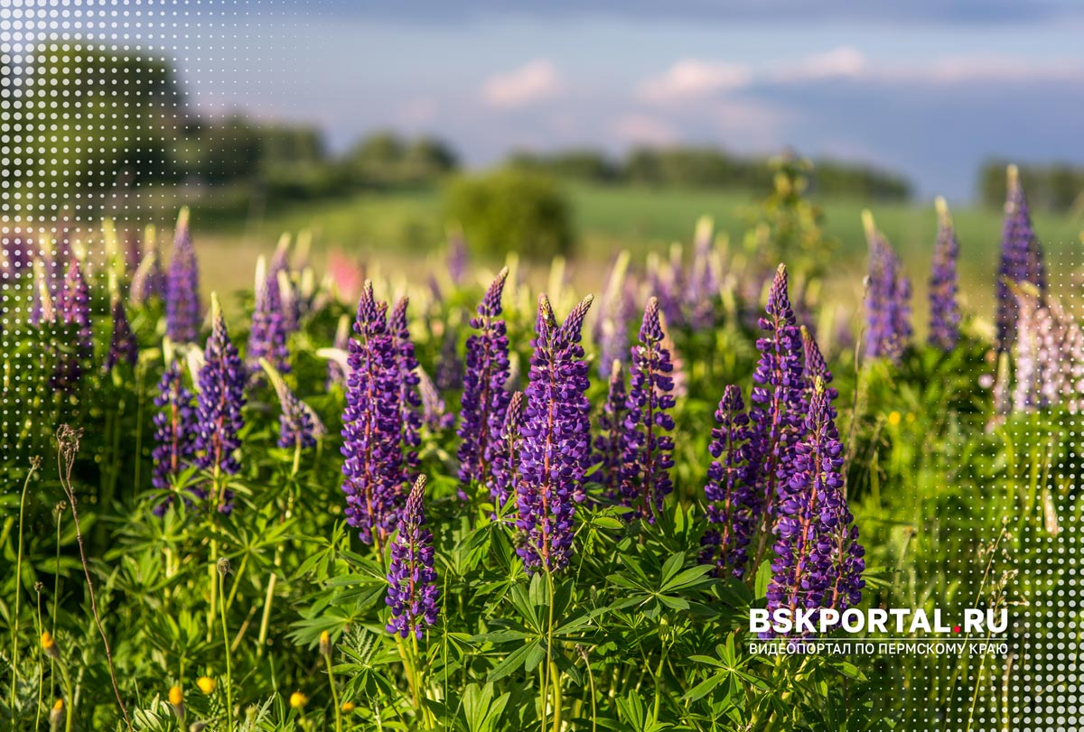 что посмотреть рядом с городом Оса