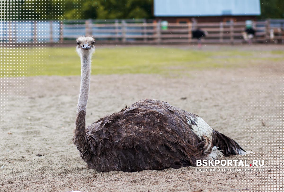 страусиная ферма в Перми