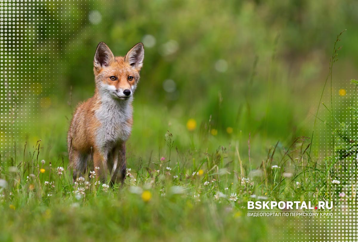 лиса животные пермского края