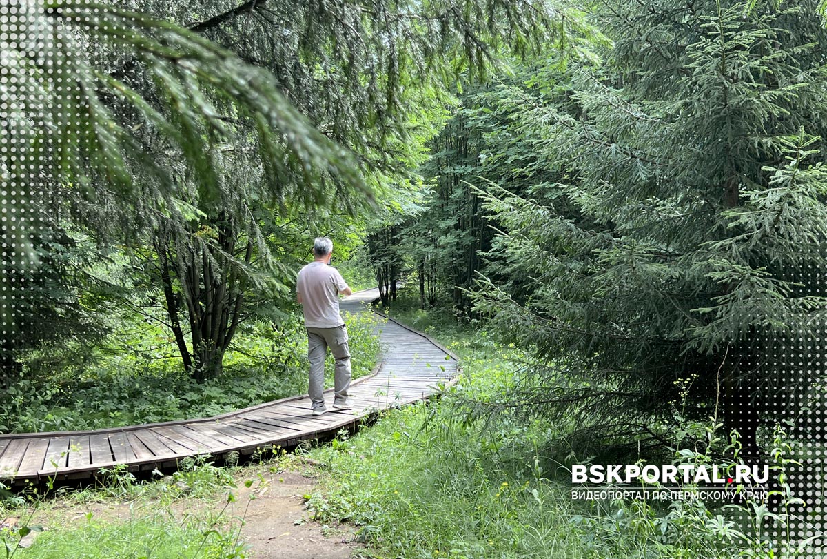 Деревянный настил экотропы «Белогорье» в лесу у Белой горы