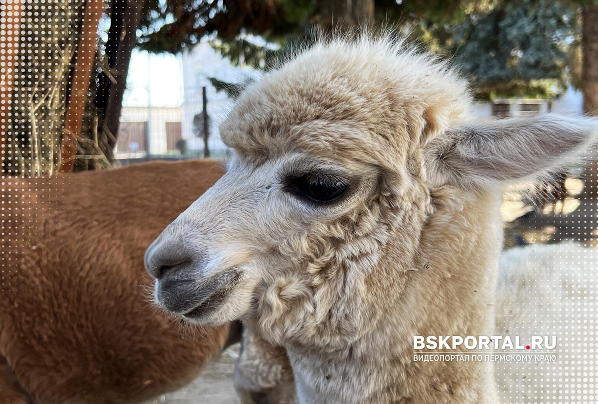 Альпаки Верхотурье