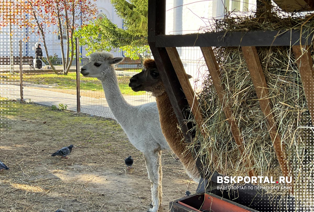 альпаки монастырь Верхотурье