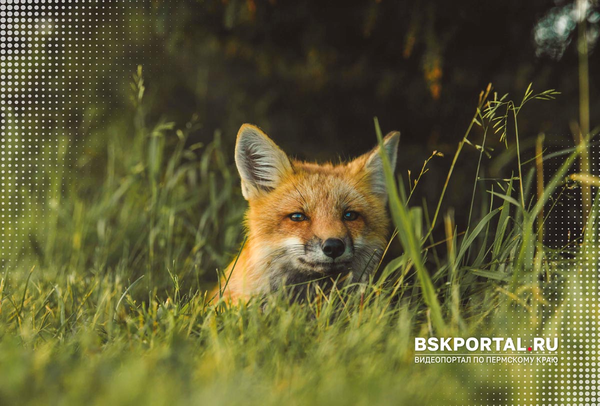 животные звери Пермского края природа