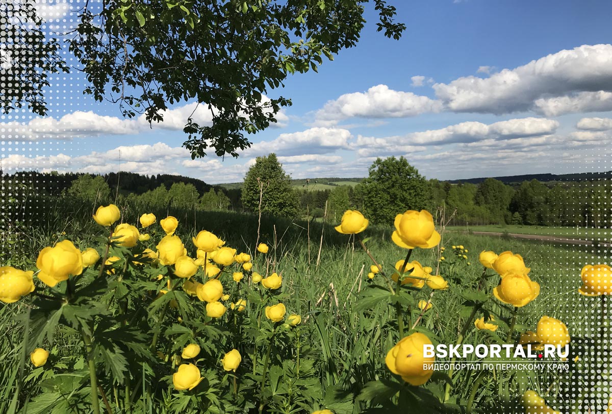цветы природа Пермский край Урал