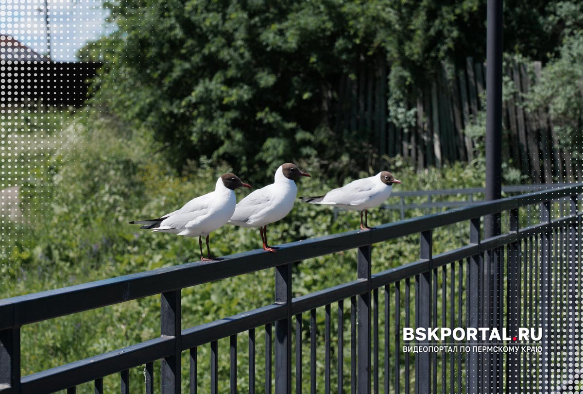 Чайки на набережной Соликамска