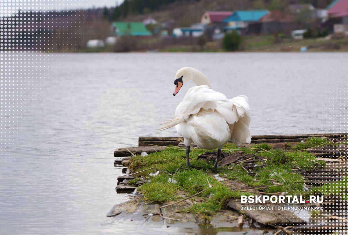 лебедь на пруду село уинское пермский край