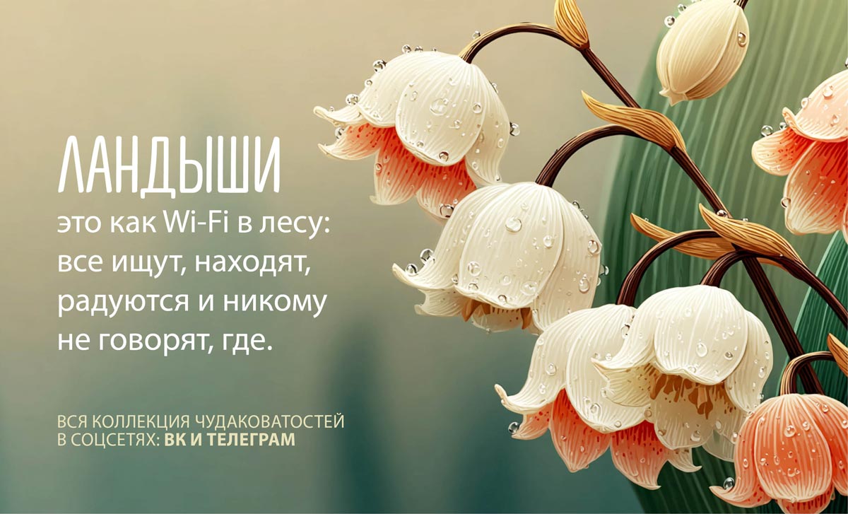 Ландыши картинка