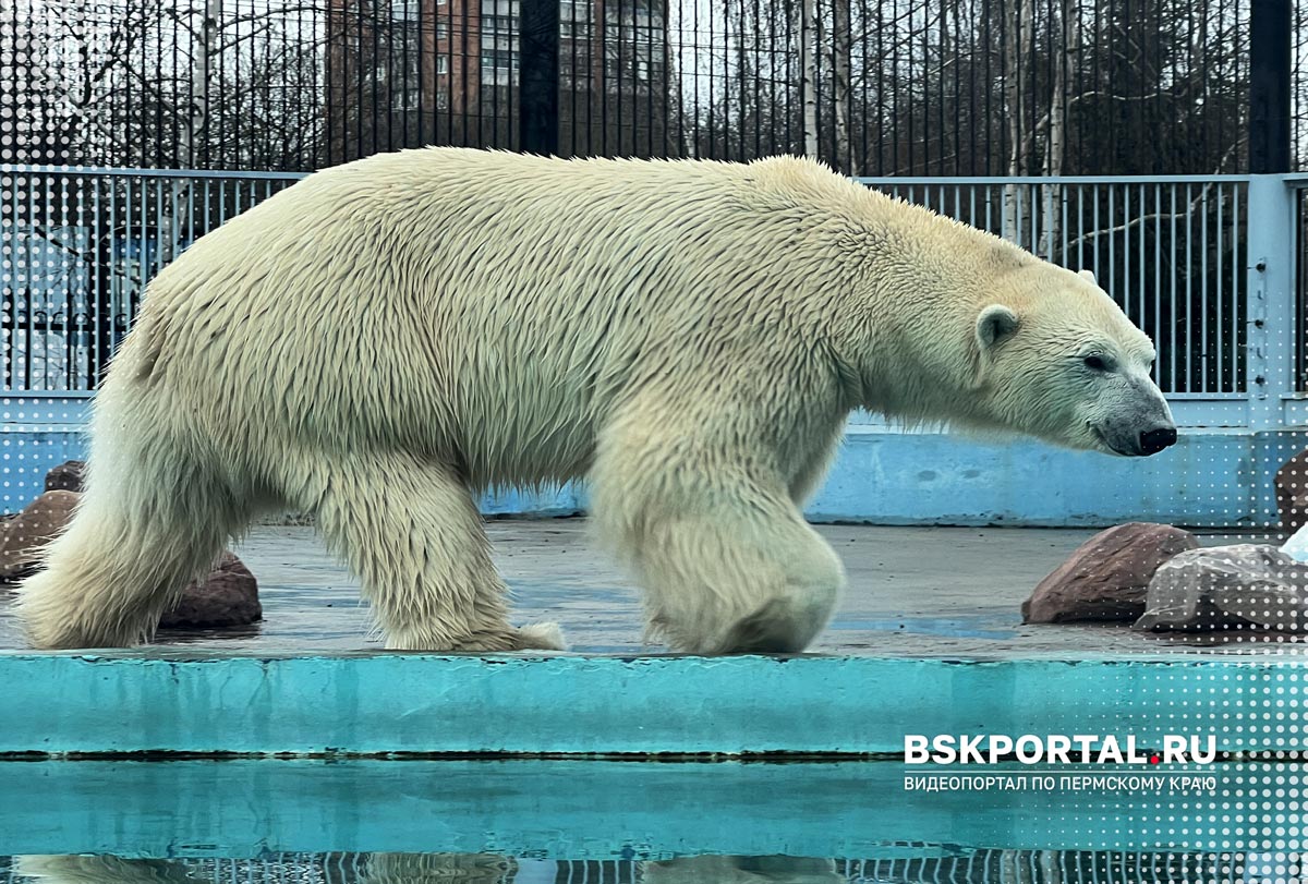 Вот это зоопарк! Как нас удивил Нижний Новгород