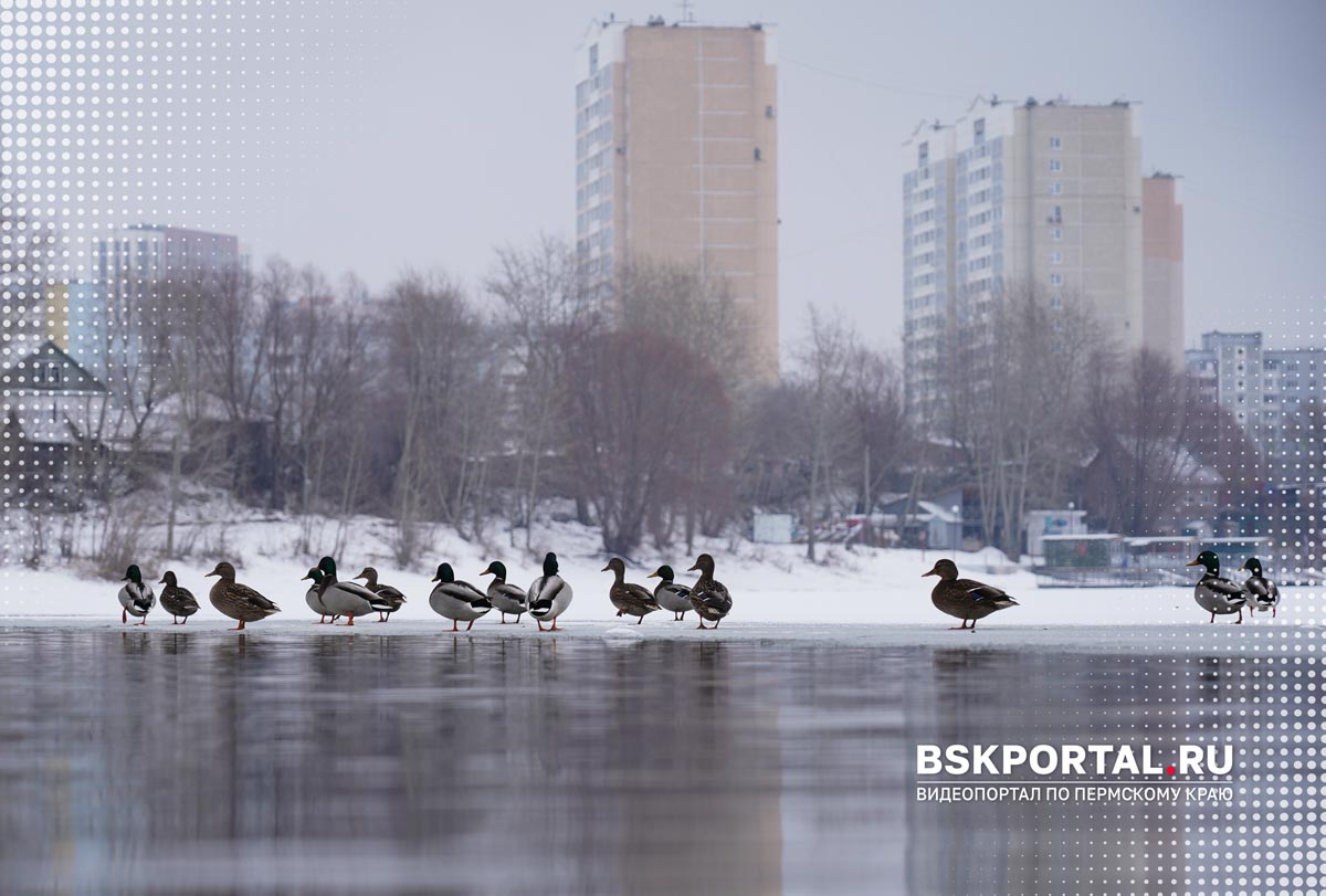 Пермь Мулянка