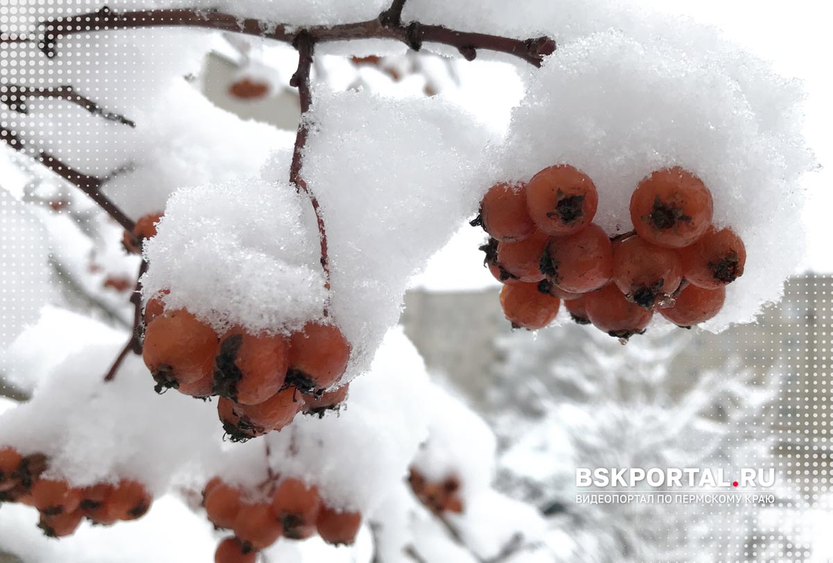 Гроздья рябины под снегом в Березниках