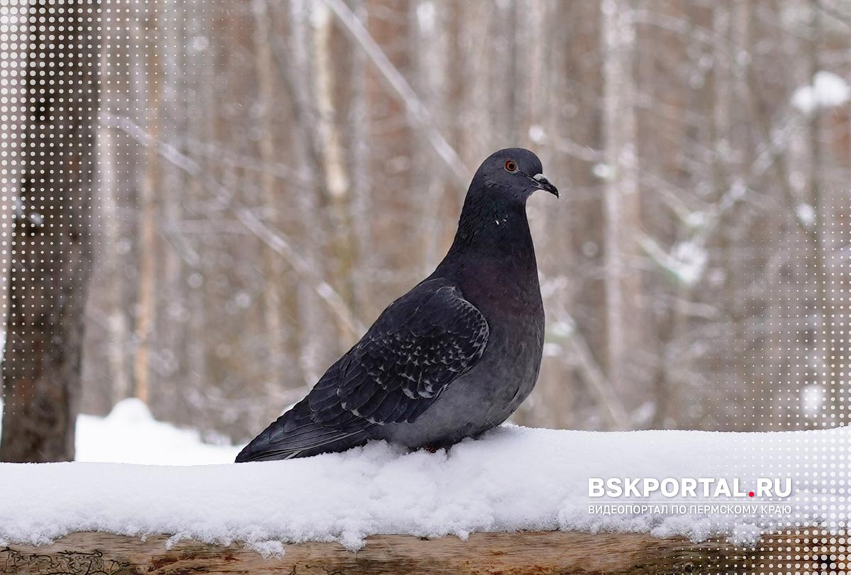 Голубь в городском парке Березников зимой