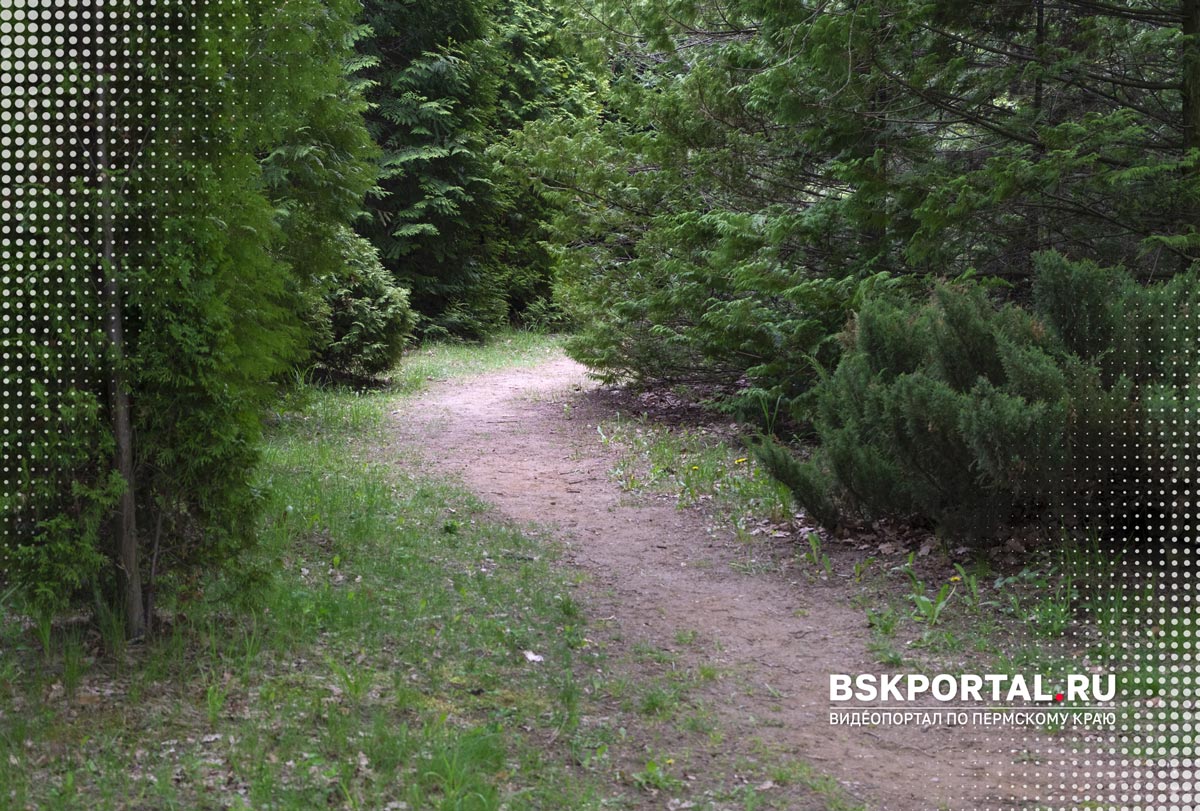 Лесная тропа