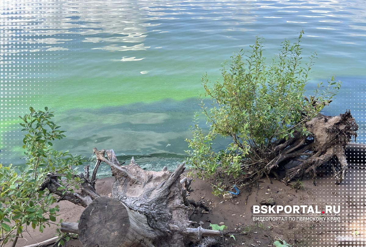 Зелёные разводы цветущей воды у песчаного берега Камы