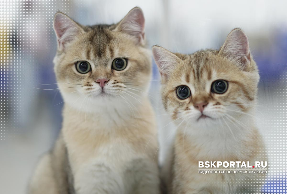 Котята на городской выставке для любителей животных в Перми