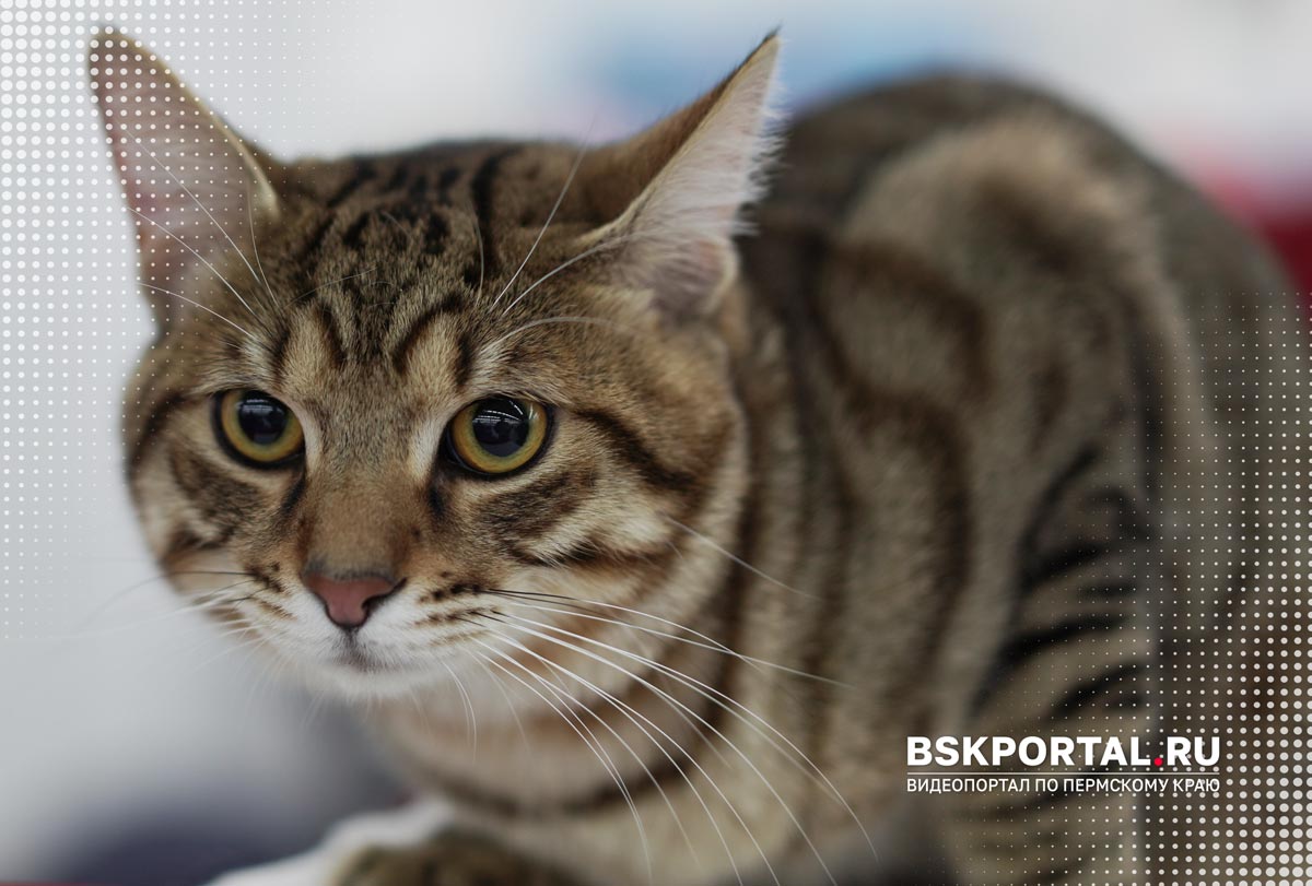 кошка породы Курильский бобтейл на выставке кошек в Перми