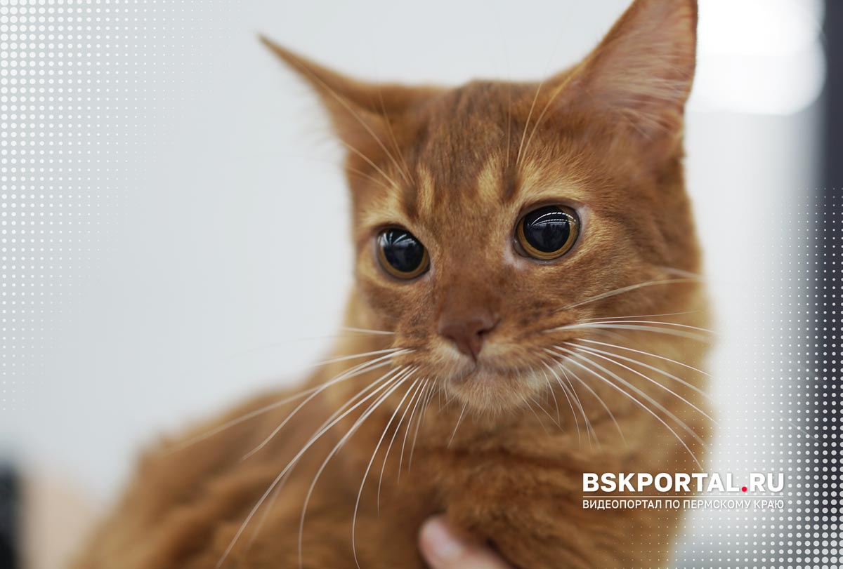 Сомалийская кошка рыжий окрас на выставке кошек