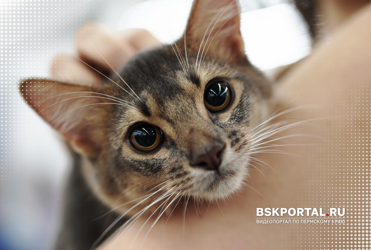 Сомалийская кошка на выставке кошек