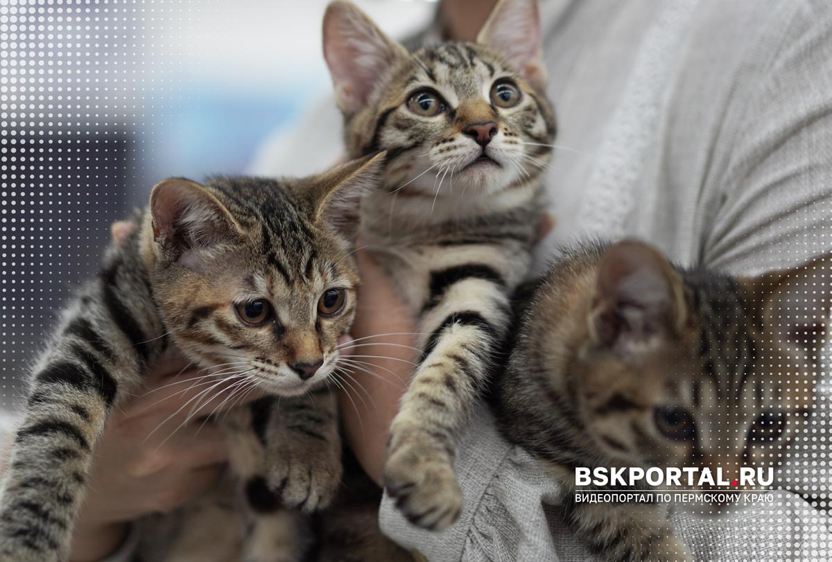 Котята породы Курильский бобтейл на выставке кошек в Перми
