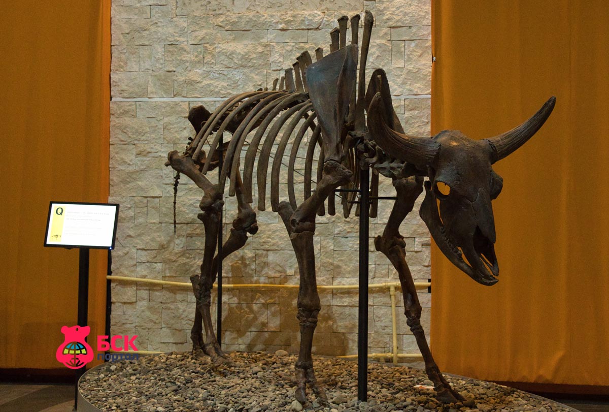 Пермь музей динозавров