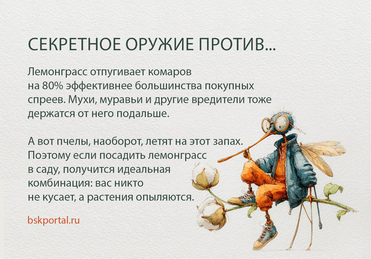 лемонграсс отпугивает комаров