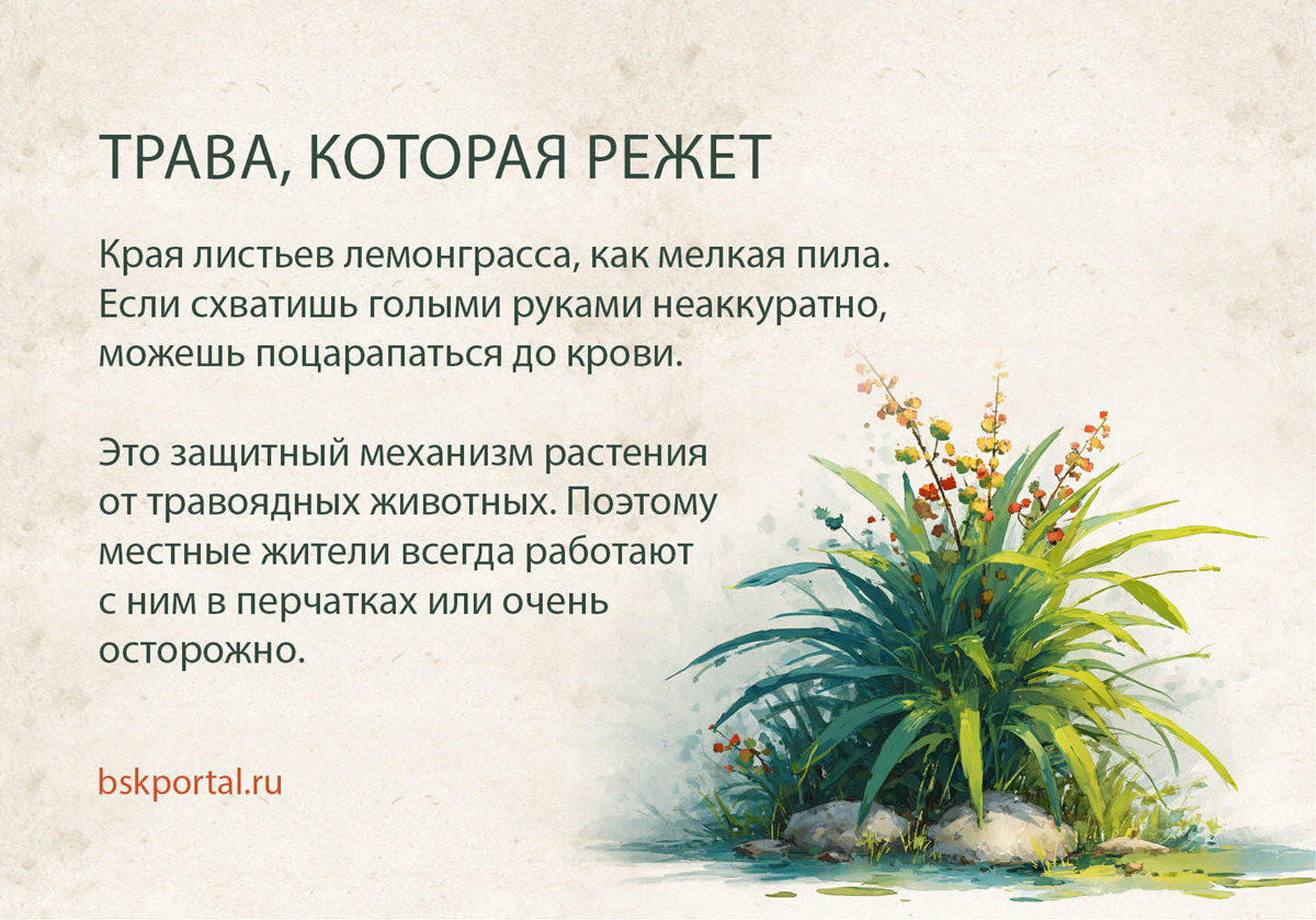 лемонграсс острые листья