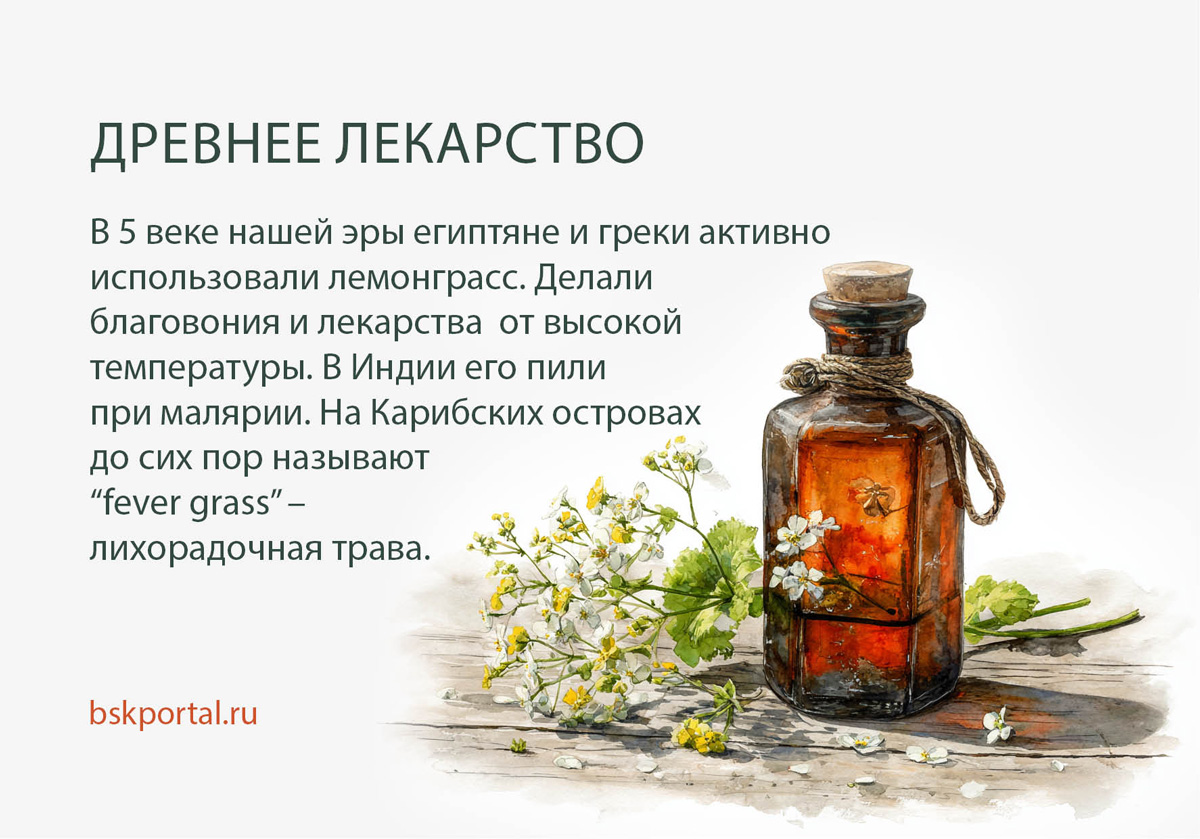 лемонграсс полезное лекарство