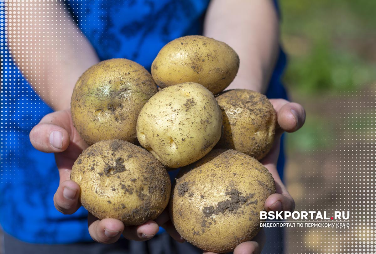 Чем опасен зеленый картофель