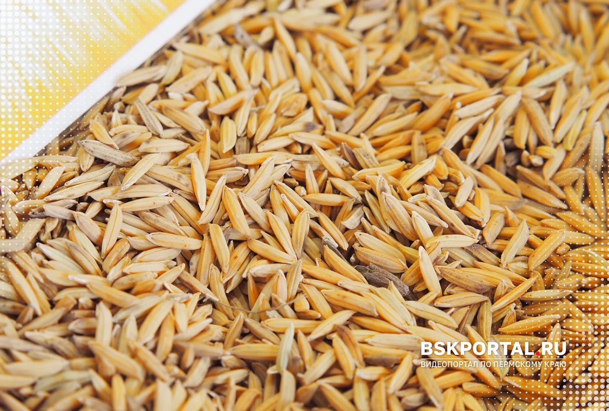 ячмень перловка