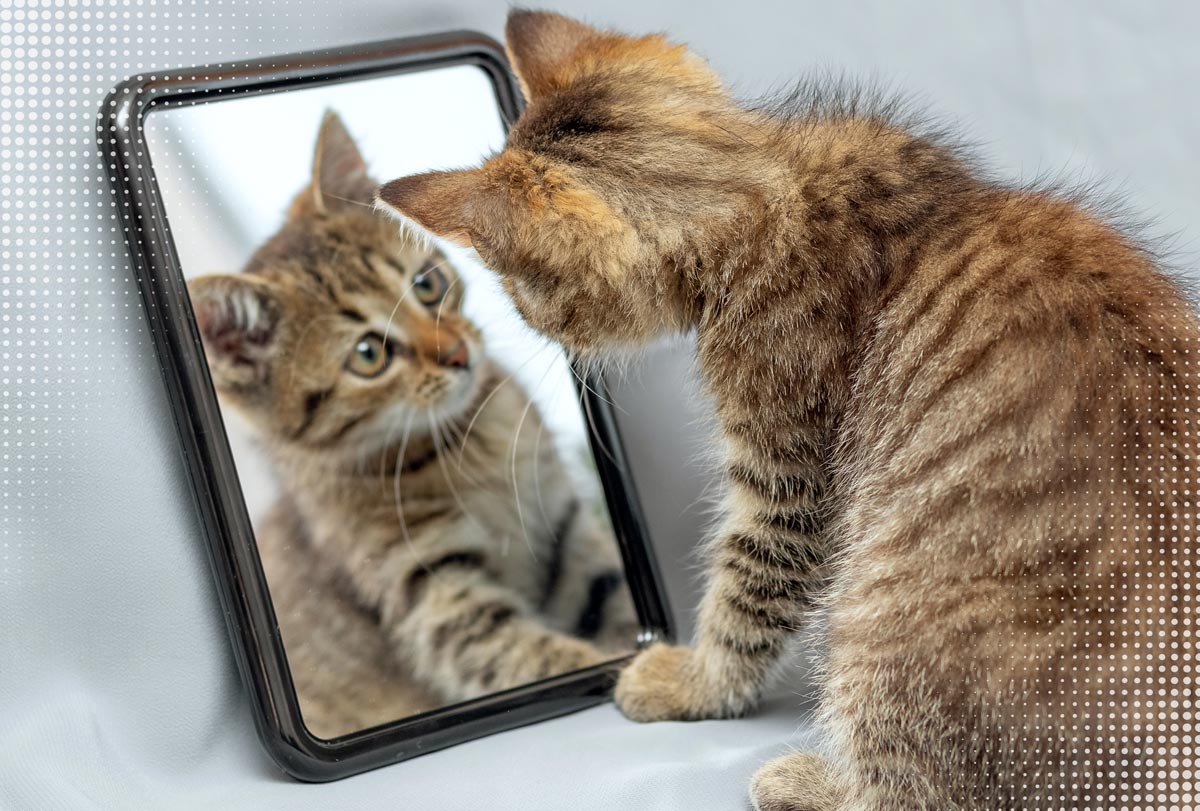 Котенок и зеркало